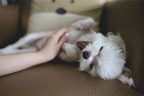 買小狗|幼犬 